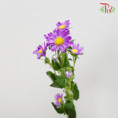 Hana - Purple (Per Bunch)-Purple-China-prflorist.com.my