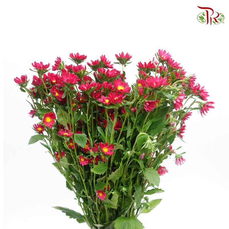 Hana - Red (Per Bunch)-Red-China-prflorist.com.my