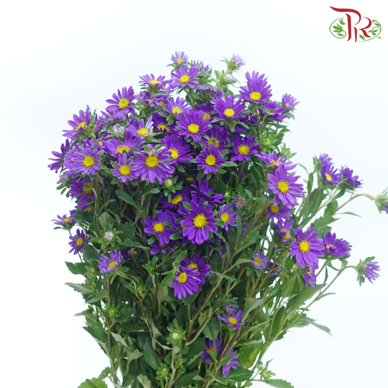 Hana - Violet (Per Bunch)-Violet-China-prflorist.com.my