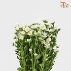 Hana - White Single (Per Bunch)-White-China-prflorist.com.my