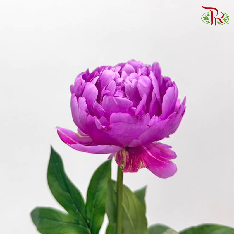 Peony - Hart  ***FRAGILE (10 Stems)***(Small / Medium Head)