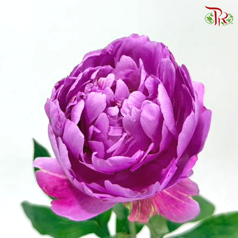 Peony - Hart  ***FRAGILE (10 Stems)***(Small / Medium Head)