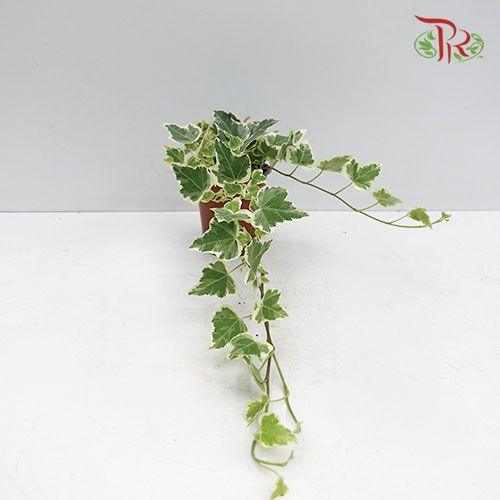 Hedera Helix White Wonder 《常春藤》-Pudu Ria Florist-prflorist.com.my