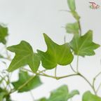 Hedera Ivy Green P120《常春藤》