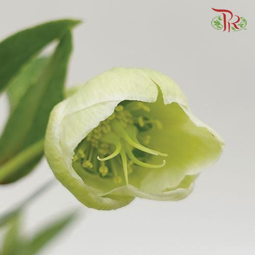 Helleborus - Green (Per Bunch)-Green-China-prflorist.com.my