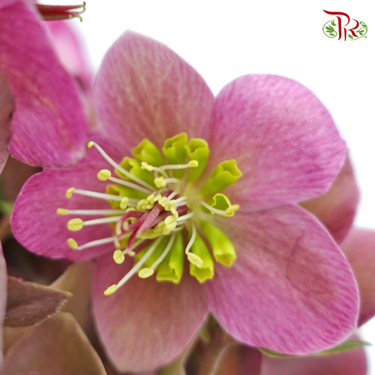 Helleborus - Pink (Per Bunch)-Pink-China-prflorist.com.my