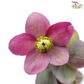 Helleborus - Purple (Per Bunch)-Purple-China-prflorist.com.my