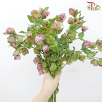 Helleborus - Purple (Per Bunch)-Purple-China-prflorist.com.my