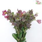 Helleborus - Purple (Per Bunch)-Purple-China-prflorist.com.my