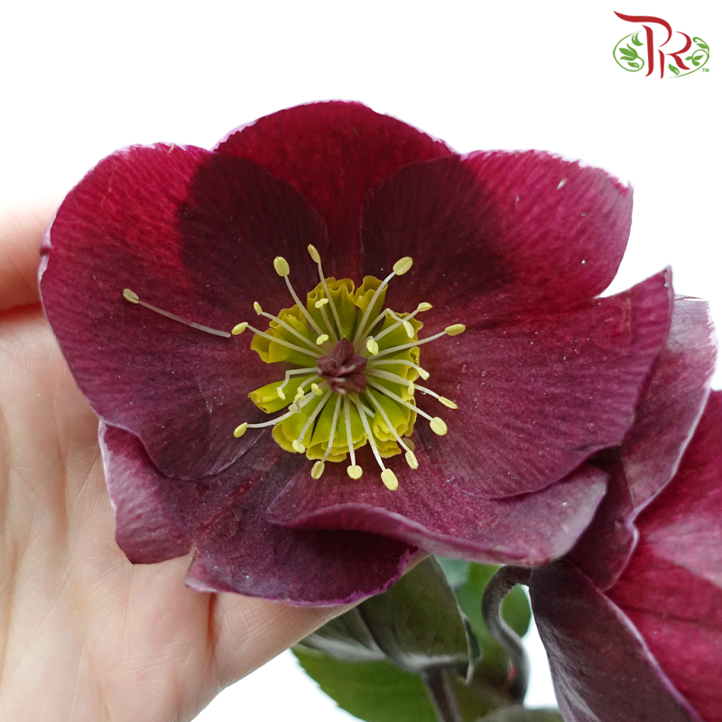 Helleborus - Red (Per Bunch)-Dark Maroon-China-prflorist.com.my