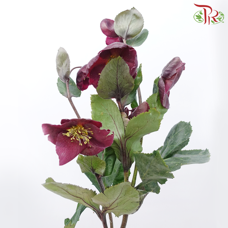 Helleborus - Red (Per Bunch)-Dark Maroon-China-prflorist.com.my