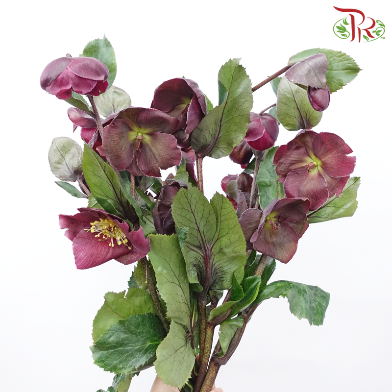 Helleborus - Red (Per Bunch)-Dark Maroon-China-prflorist.com.my