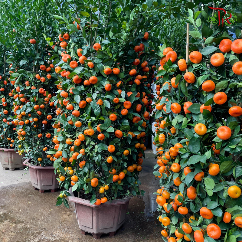 Orange Tree (Zhu Sha) 朱砂桔子树