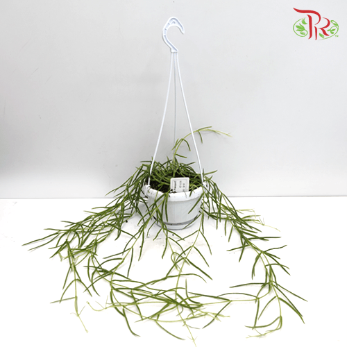 Hoya Linearis《线叶球兰》-Pudu Ria Florist-prflorist.com.my