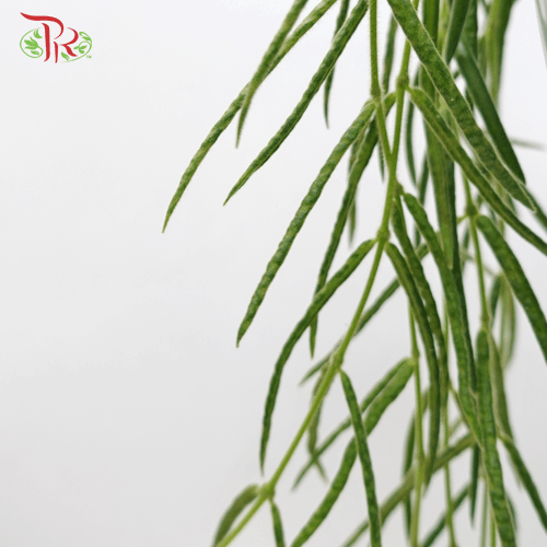 Hoya Linearis《线叶球兰》-Pudu Ria Florist-prflorist.com.my