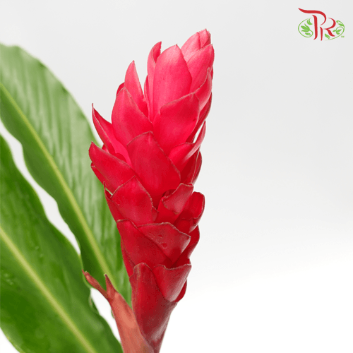 HW - Alpinia / Ginger Red - (L) (5 Stems)-Red-Malaysia-prflorist.com.my