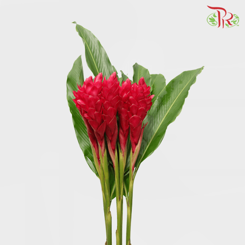 HW - Alpinia / Ginger Red - (L) (5 Stems)-Red-Malaysia-prflorist.com.my