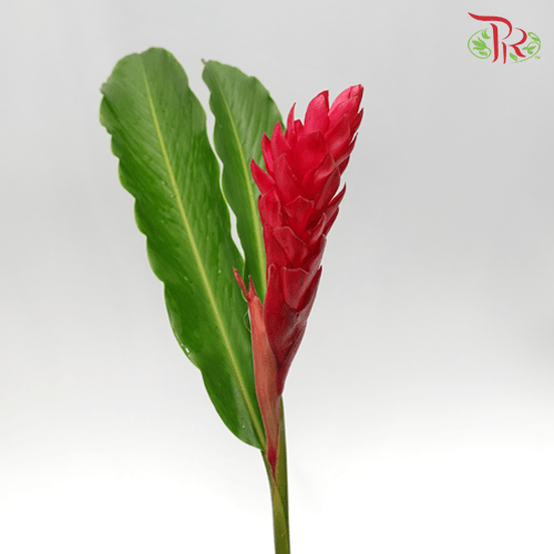 HW - Alpinia / Ginger Red - (L) (5 Stems)-Red-Malaysia-prflorist.com.my