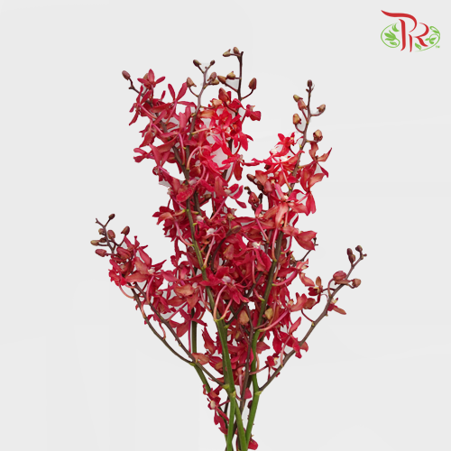HW - Aranthera Azimah - (5 Stems) - L Size-Red-Malaysia-prflorist.com.my