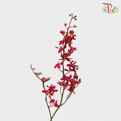 HW - Aranthera Azimah - (5 Stems) - M Size-Red-Malaysia-prflorist.com.my