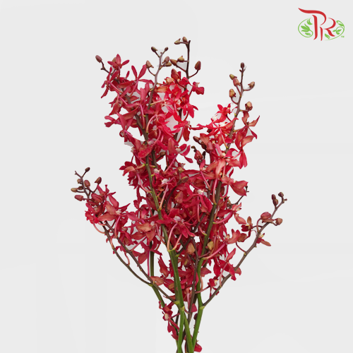 HW - Aranthera Azimah - (5 Stems) - M Size-Red-Malaysia-prflorist.com.my