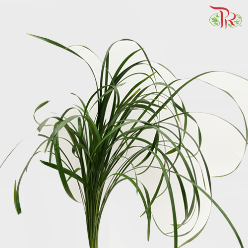 HW - Beargrass Green Leaf (Ophiopogon)-Malaysia-prflorist.com.my