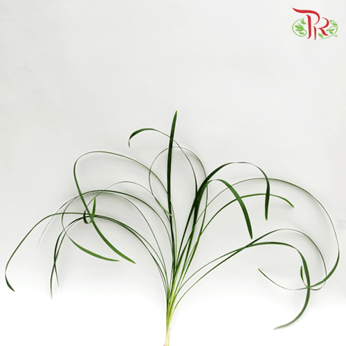 HW - Beargrass Green Leaf (Ophiopogon)-Malaysia-prflorist.com.my