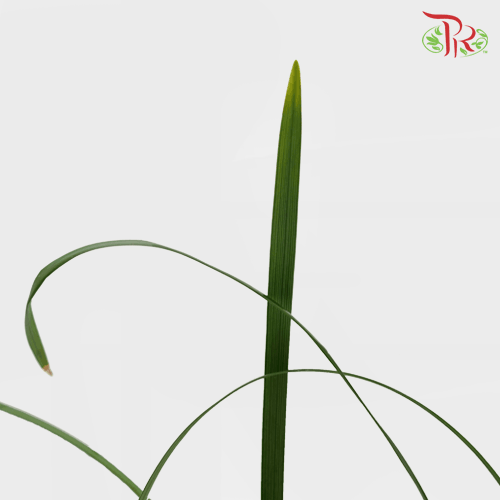 HW - Beargrass Green Leaf (Ophiopogon)-Malaysia-prflorist.com.my