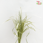 HW - Beargrass White Leaf (Ophiopogon)-Malaysia-prflorist.com.my