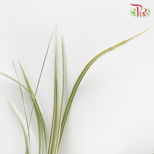 HW - Beargrass White Leaf (Ophiopogon)-Malaysia-prflorist.com.my