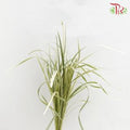 HW - Beargrass White Leaf (Ophiopogon)-Malaysia-prflorist.com.my