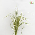 HW - Beargrass White Leaf (Ophiopogon)-Malaysia-prflorist.com.my