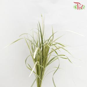 HW - Beargrass White Leaf (Ophiopogon)-Malaysia-prflorist.com.my