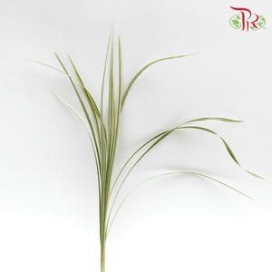 HW - Beargrass White Leaf (Ophiopogon)-Malaysia-prflorist.com.my