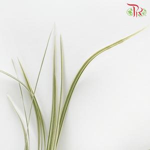 HW - Beargrass White Leaf (Ophiopogon)-Malaysia-prflorist.com.my