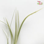 HW - Beargrass White Leaf (Ophiopogon)-Malaysia-prflorist.com.my