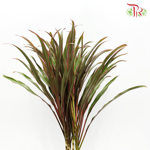 HW - Chicken Tail Leaf - (5 Stems)-Malaysia-prflorist.com.my