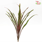 HW - Chicken Tail Leaf - (5 Stems)-Malaysia-prflorist.com.my