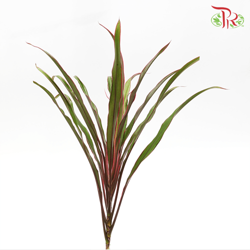 HW - Chicken Tail Leaf - (5 Stems)-Malaysia-prflorist.com.my