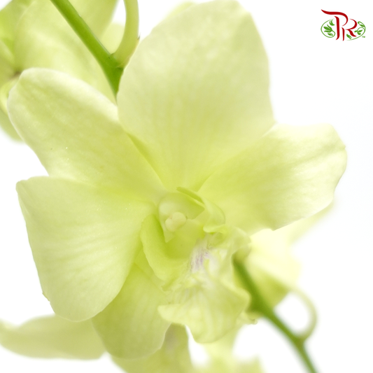 HW - Dendrobium - Orchid Apple Green With Green Lips (M) (5 Stems)-Green-Malaysia-prflorist.com.my