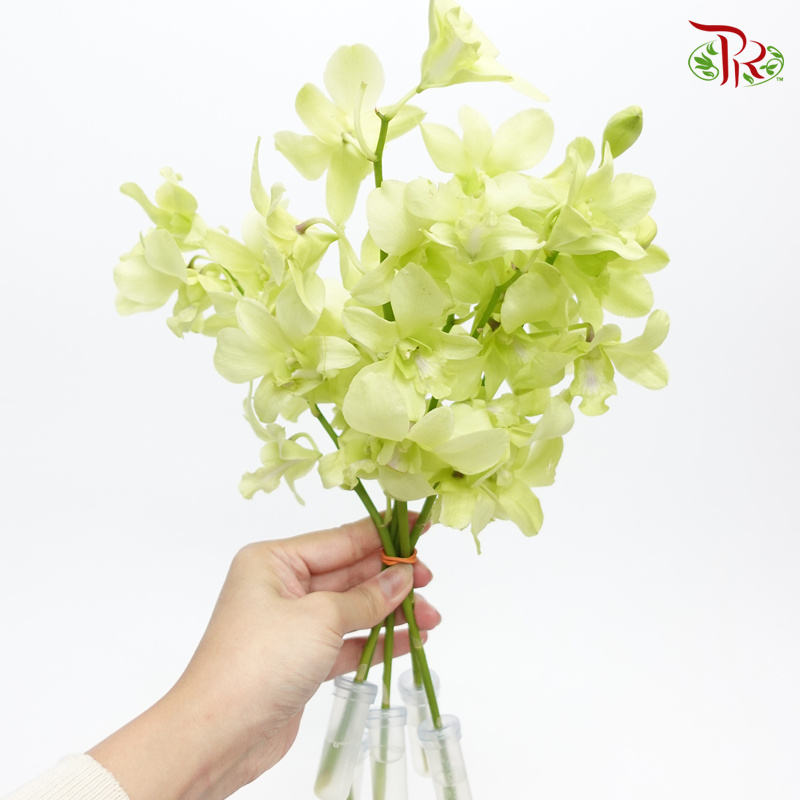 HW - Dendrobium - Orchid Apple Green With Green Lips (M) (5 Stems)-Green-Malaysia-prflorist.com.my