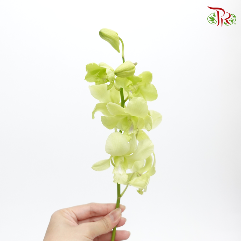 HW - Dendrobium - Orchid Apple Green With Green Lips (M) (5 Stems)-Green-Malaysia-prflorist.com.my