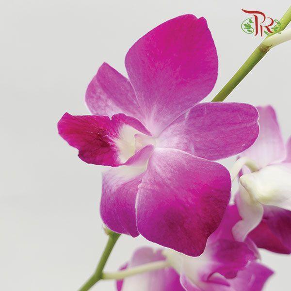 HW - Dendrobium - Orchid Bon (M) (5 Stems)-Purple-Malaysia-prflorist.com.my