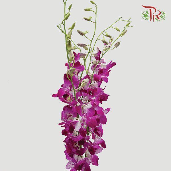 HW - Dendrobium - Orchid Bon (M) (5 Stems)-Purple-Malaysia-prflorist.com.my