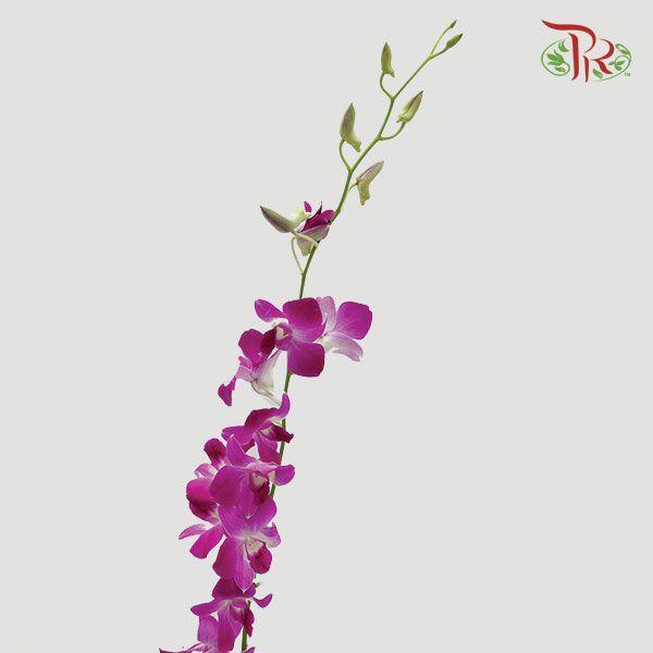 HW - Dendrobium - Orchid Bon (M) (5 Stems)-Purple-Malaysia-prflorist.com.my