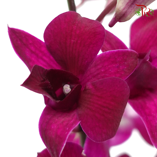 HW - Dendrobium - Orchid Full Purple (L) (5 Stems)-Purple-Malaysia-prflorist.com.my