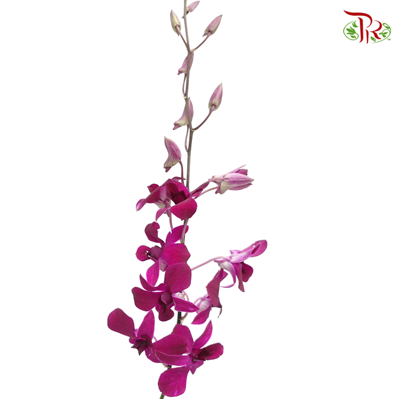 HW - Dendrobium - Orchid Full Purple (L) (5 Stems)-Purple-Malaysia-prflorist.com.my