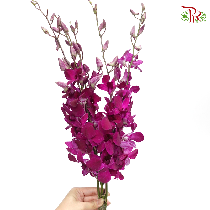 HW - Dendrobium - Orchid Full Purple (L) (5 Stems)-Purple-Malaysia-prflorist.com.my