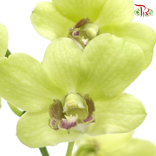 HW - Dendrobium - Orchid Green With Grey Lips (L) (5 Stems)-Green-Malaysia-prflorist.com.my