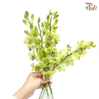 HW - Dendrobium - Orchid Green With Grey Lips (L) (5 Stems)-Green-Malaysia-prflorist.com.my